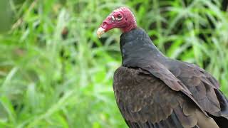 Turkey Vulture Cathartes aura [upl. by Emmer]