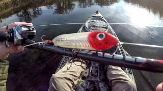 Fall Topwater Fishing Big Smallies And Pike [upl. by Gusta]