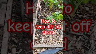 Gardening tips 4  How to grow silverbeet and keep the dirt out [upl. by Tarrant773]