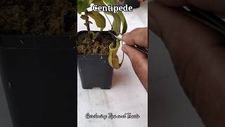 My Nepenthes daily feeding compilation nepenthesplant pitcherplants carnivorousplants nepenthes [upl. by Ilek]