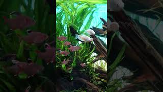 Tetra fish feeding [upl. by Chesnut]