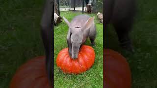 Aardvark Sniffs Out Pumpkin [upl. by Oyek78]