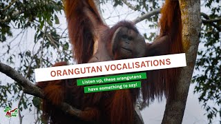 ORANGUTAN VOCALISATIONS [upl. by Poland]