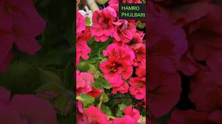 Pelargonium ko cuttings 15 days ma ready garnu hos  pelargonium ytshortsvideo [upl. by Tneicniv]