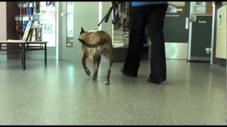 Dog Cruciate Ligament Surgery Brooklyn Recovery Assessment [upl. by Castera]