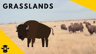 Grasslands  Biomes of the World [upl. by Anoniw]