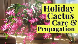 Holiday Cactus Tips Tricks amp Blooming Secrets Schlumbergera Care [upl. by Ayrotal]