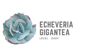 ECHEVERIA GIGANTEA [upl. by Thevenot]