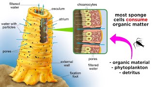 Phylum Porifera Sponges [upl. by Aronek]