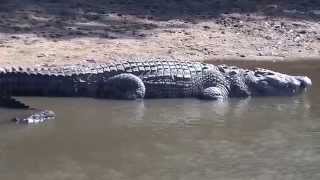 Crocodiles Grumeti River 2013 [upl. by Hunger]