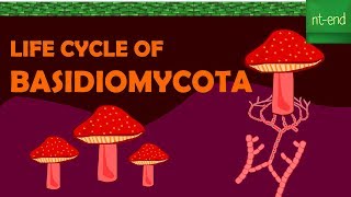 LIFE CYCLE OF BASIDIOMYCOTA fungi biology basidiomycota ntend6435 [upl. by Aden314]