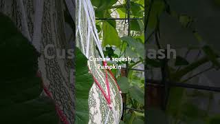 Cushaw squash pumpkin on cattle panel trellis [upl. by Mirilla490]