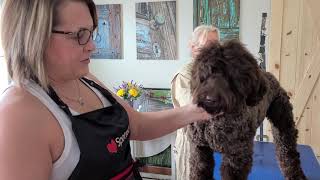 How to groom the Australian Labradoodle head the Big Rock Way [upl. by Lengel]