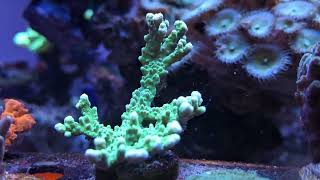 3 of 20 frags of this True Green Elkhorn Montipora Coral spread between three frag racks [upl. by Elleirad855]