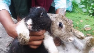 Feeding the rabbits [upl. by Hamlani308]