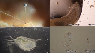 The Amazing Microscopic World [upl. by Onra]