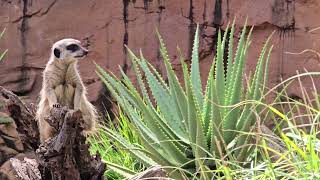 The Meerkat Sydney Australia [upl. by Akenat]