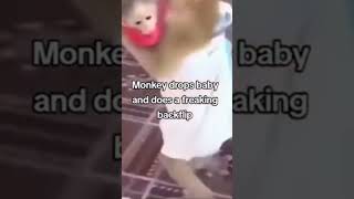 monkey drops baby and does a freaking backflip [upl. by Annelak]