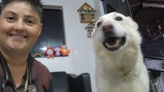 CINOMOSE CANINA Thalita Portugal Veterinária está ao vivo [upl. by Trutko]