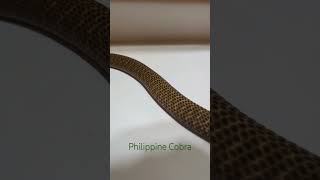 Philippine cobra Naja philippinensis born here earlier last year [upl. by Armyn380]