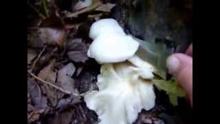 Harvesting Oyster Mushrooms [upl. by Hilario153]