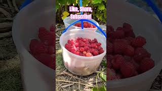 Picking Raspberries for Cheesecake Topping gardening homesteading berries [upl. by Parrisch]