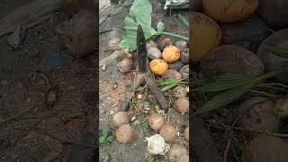 HOW TO REMOVE A COCONUT HUSK QUICK AND EASY [upl. by Zacks667]