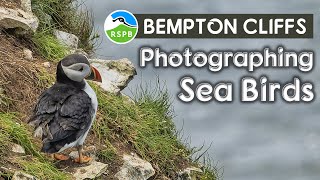 An amazing visit to Bempton Cliffs photographing Sea Birds [upl. by Leipzig]