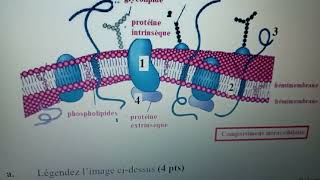 biologie cellulaire membrane plasmique partie1 [upl. by Kristin]