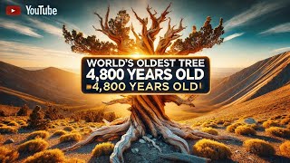 World’s Oldest Tree A 4800YearOld Marvel😱 gk historyfacts history generalknowledge upsc [upl. by Brader458]