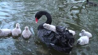 Black swans with cygnets cygnet riding on mothers back [upl. by Ymer268]