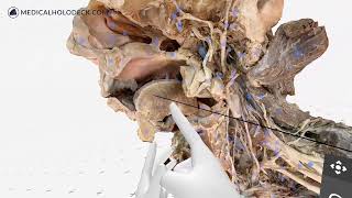 Study Human Anatomy in Virtual Reality The Genioglossus [upl. by Orrocos]