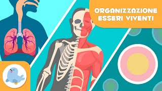 Organizzazione degli esseri viventi 🦠🦴🧍🏻‍♂️ Cellule tessuti organi sistemi e organismi 🔬 [upl. by Ellehcan]