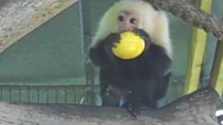 Young Capuchin Eats Lilikoi [upl. by Shelman]