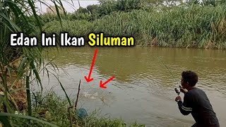 Mancing saat sungai banjir keruh begini ikan siluman sisik putih bermunculan [upl. by Pelaga227]