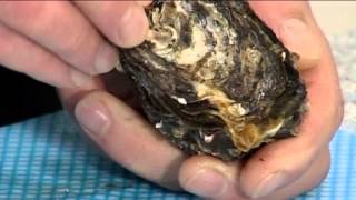 How to open Pacific Oysters  105 [upl. by Ozzy242]