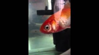 FIN ROT DROPSY AND RED VAINS ON GOLDFISH [upl. by Archangel]