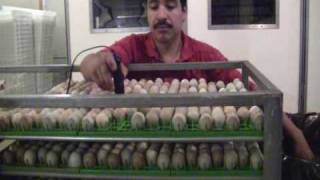 Pheasant Egg Fertility  How to Check Egg Fertility in Pheasants [upl. by Rehpotsirahc]