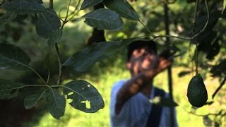 Forests locals harmed in Mexicos avocado boom [upl. by Carper46]