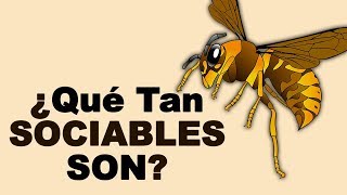 🐝 ¿Cuánto TIEMPO VIVEN las ABEJAS y Cómo se COMPORTAN Estos INSECTOS  Animales Salvajes [upl. by Tiga]