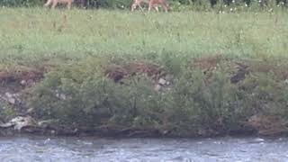 Beautiful Nature 😍 2 Deers at Erindale Park August 07 [upl. by Stillman]