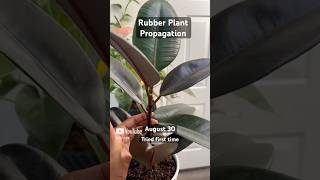 Rubber Plant 🌱 Propagation  Growth update [upl. by Bunnie]