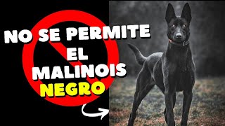 ¿EXISTE EL MALINOIS NEGRO aquí te lo contamos todo 😉 [upl. by Hamforrd]