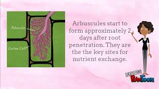 vesicular arbuscular mycorrhizae VAM [upl. by Neleh]