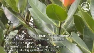 TreeWorld Wholesale  Calophyllum Brasilensis  Brazil Beautyleaf [upl. by Marguerita]