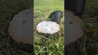 The Easiest Way To Remove a Tree Stump shorts stumpgrinding satisfying [upl. by Ender882]