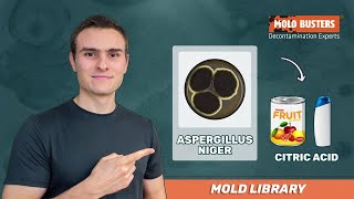 Aspergillus niger  Mold Library  Mold Busters [upl. by Rodavlas]