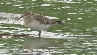 Bairds Sandpiper Resreva Costera Urbana Argentina 2017 [upl. by Arhas]