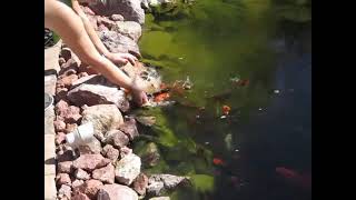 My Koi fish pond mov [upl. by Pedro]