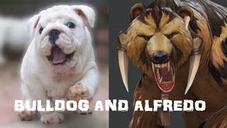 Bulldog and Alfredo [upl. by Ahseral]